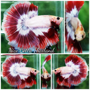 Betta fish Grizzle Red Snow Butterfly OHM
