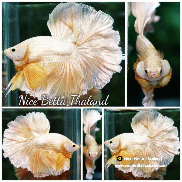 Betta fish Gold Dragon Rosetail OHM