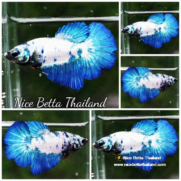 Betta fish Female Blue Dragon Marble HM