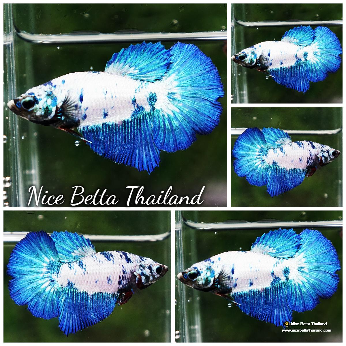 Betta fish Female Blue Dragon Marble HM