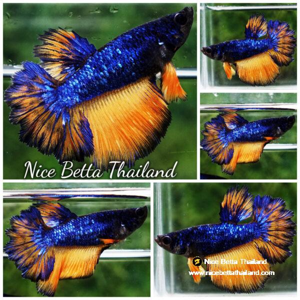 Betta fish Blue Dragon mustard Rosetail HM