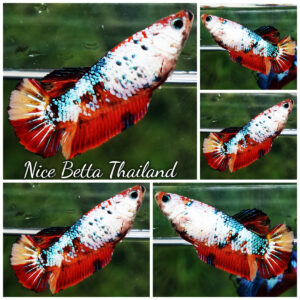 Betta fish Fancy Nemo Dragon HMPK