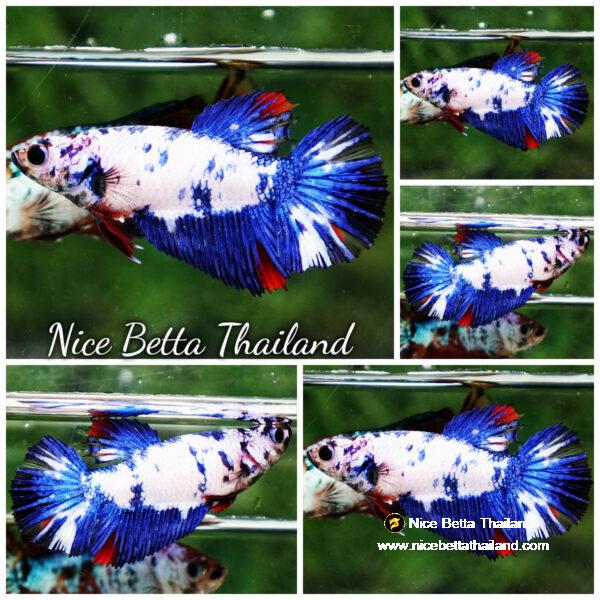 Betta fish Female HM Fancy Captian America