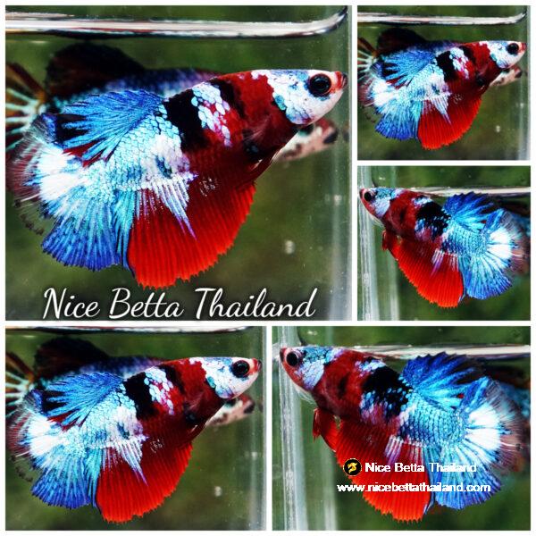 Betta fish Female Full Helmet Fancy Koi HM