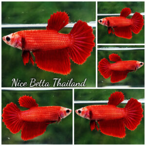 Betta fish Female Clean Super Red HM