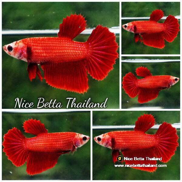 Betta fish Female Clean Super Red HM