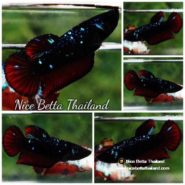 Betta fish Female Black Star Avatar Vampire HMPK