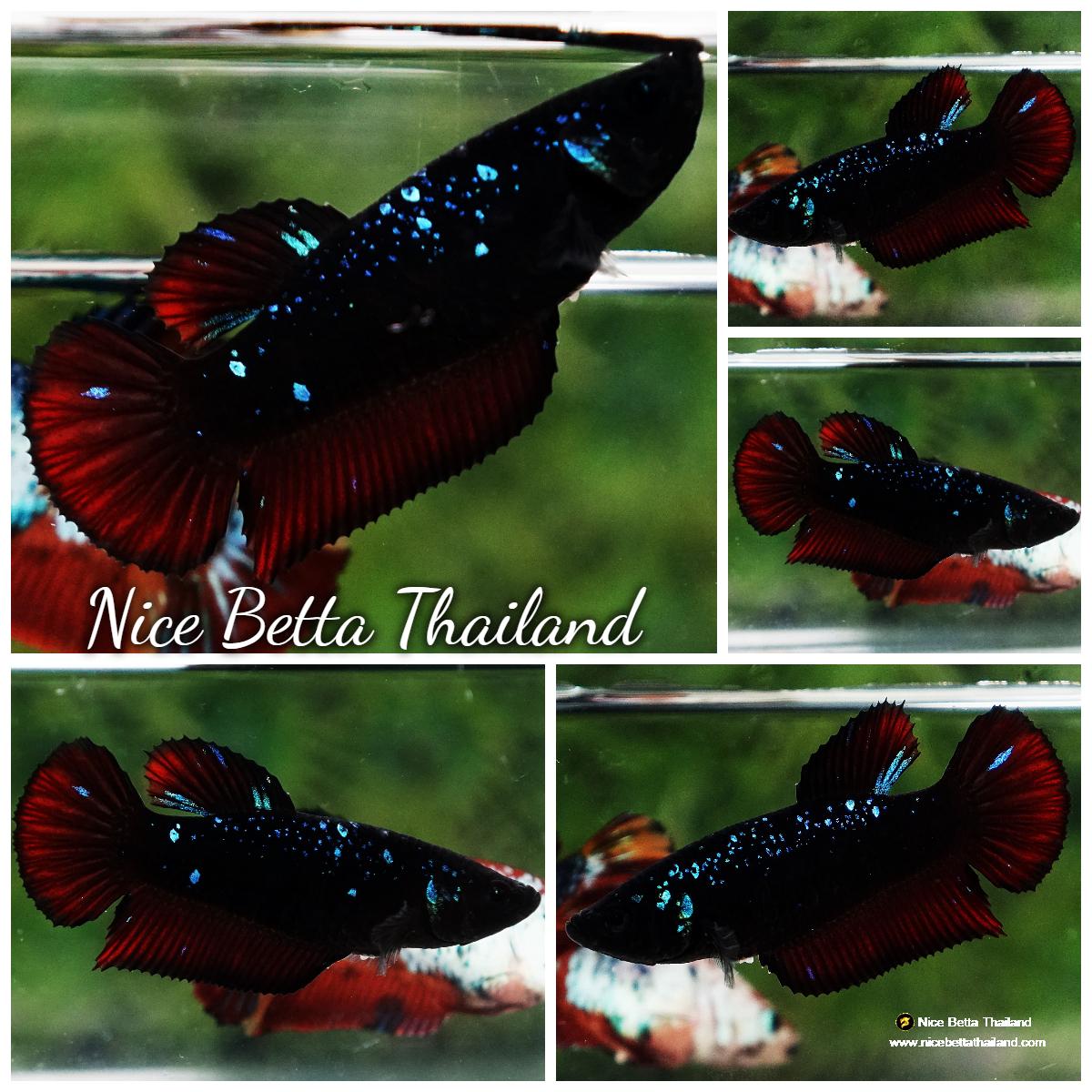 Betta fish Female Black Star Avatar Vampire HMPK
