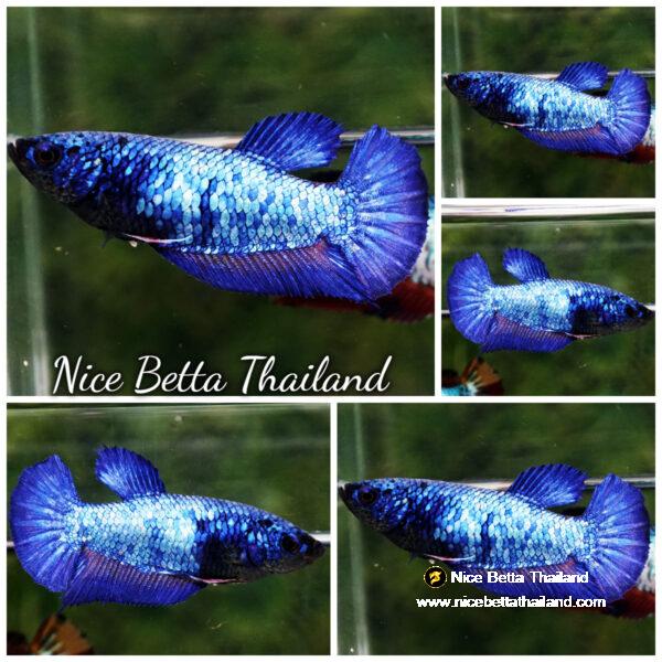 Betta fish Female Blue Supphire Dragon HMPK