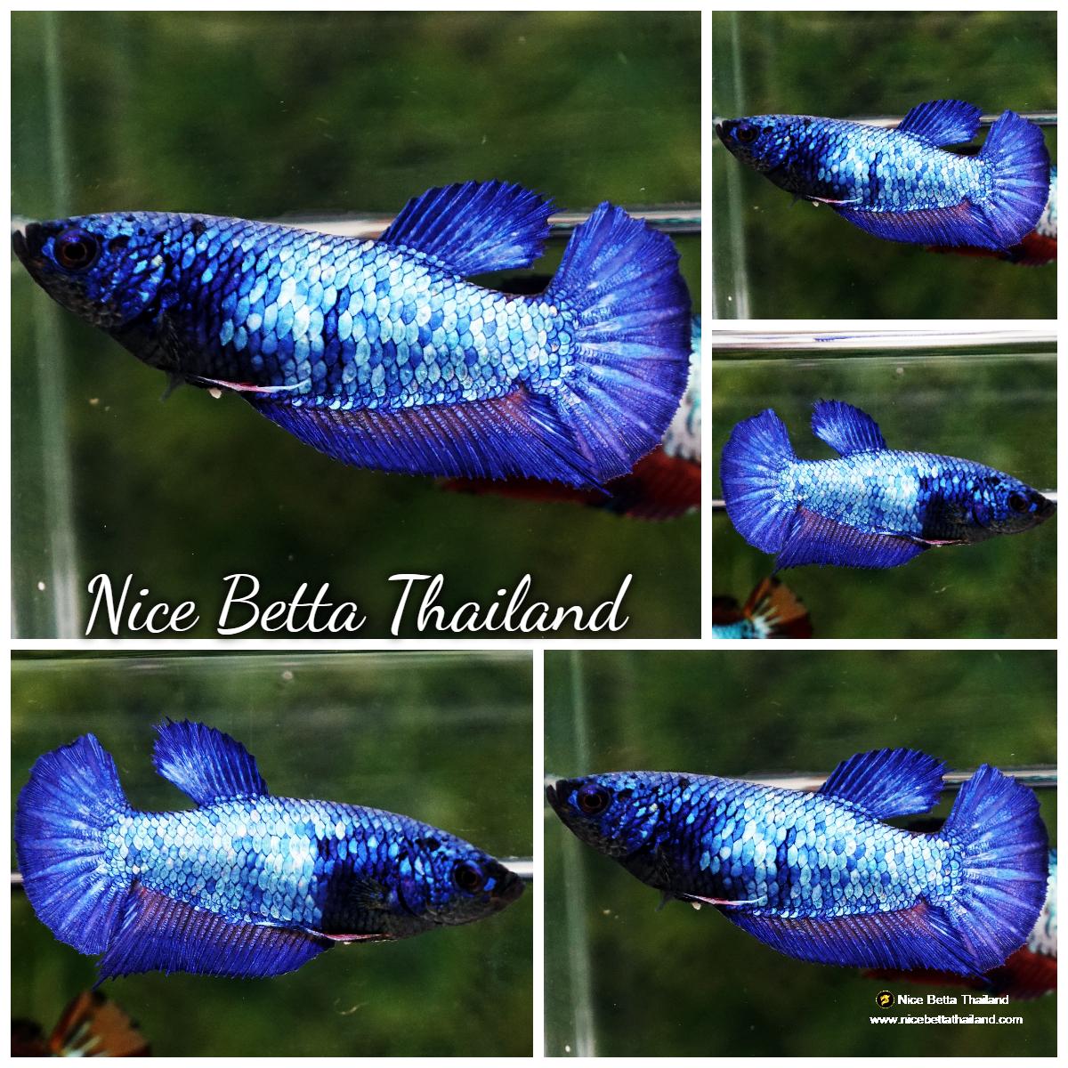 Betta fish Female Blue Supphire Dragon HMPK