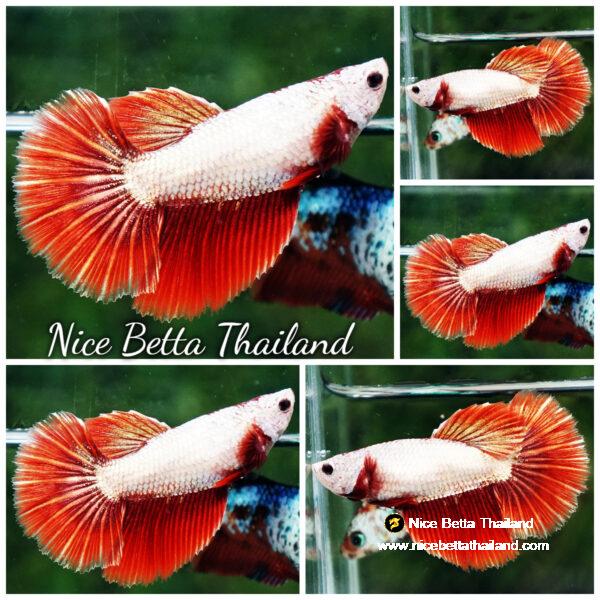 Betta fish Female Red Gold Dragon HM