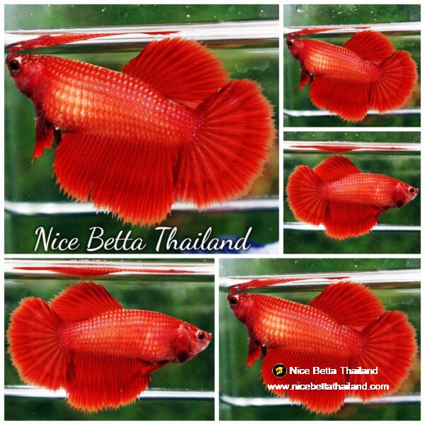 Betta fish Female Perfect Deep Clean Super Red HM