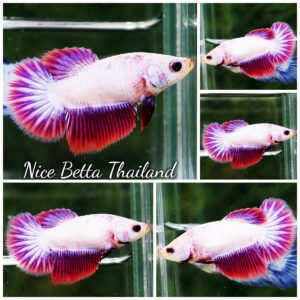 Betta fish Female Lavender Snow HM
