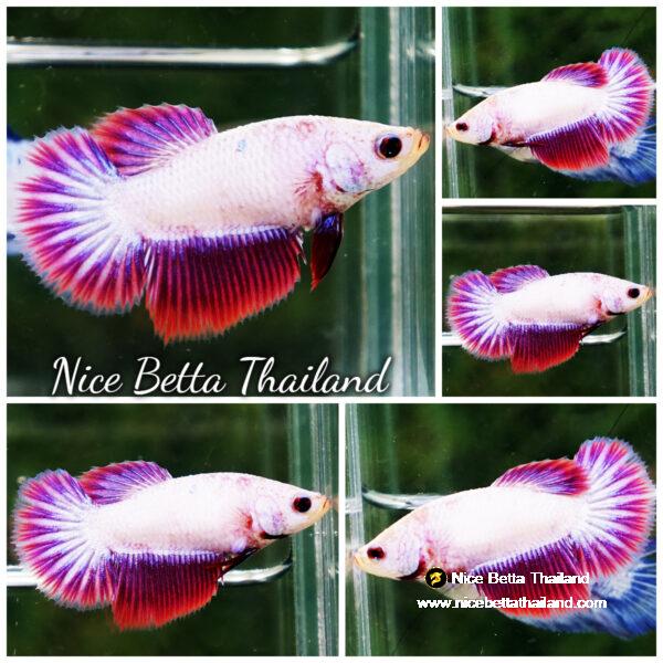 Betta fish Female Lavender Snow HM
