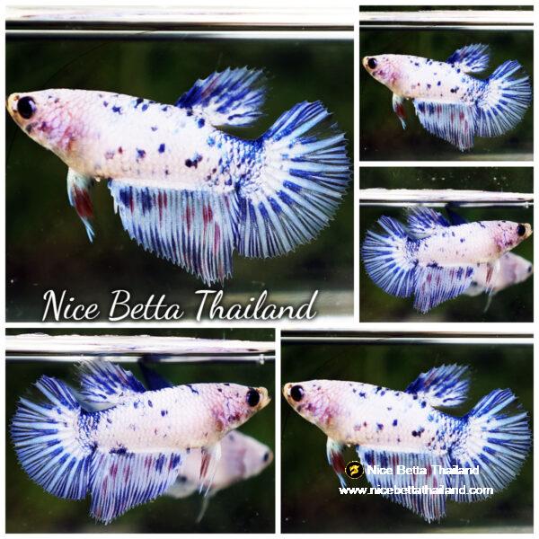 Betta fish Female Red Blue Dot Star Ring HM