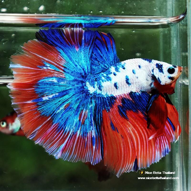 Betta fish Magical Pink Blue Marble Series OHM