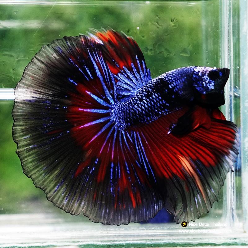 Betta fish King Blue Warriors On Fire Black Ring OHM