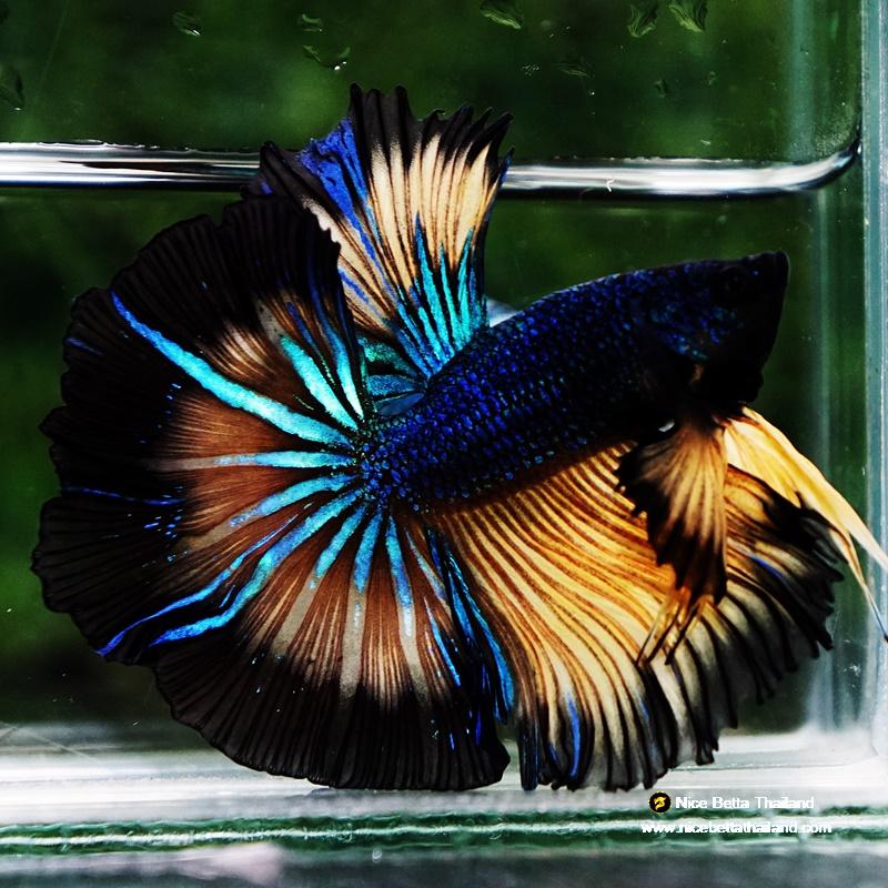 Betta fish Blue Mustard Gas Black Ring Sky Hawk OHM