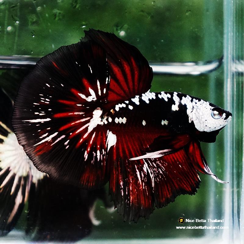 Betta fish Rare Vampire Shadow Black Samurai