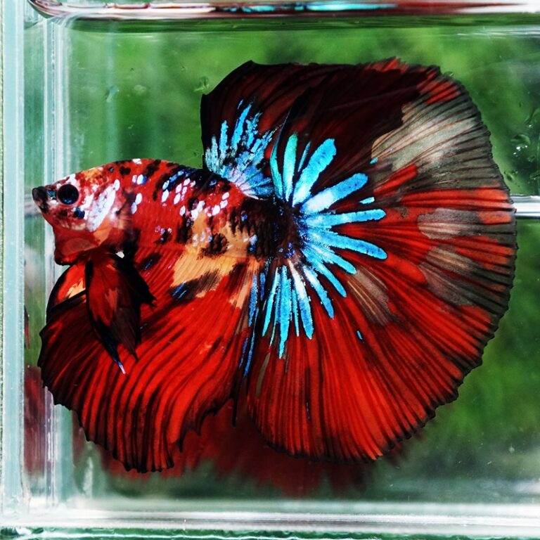 Betta fish King Multicolors Candy Star OHM - nicebettathailand.com