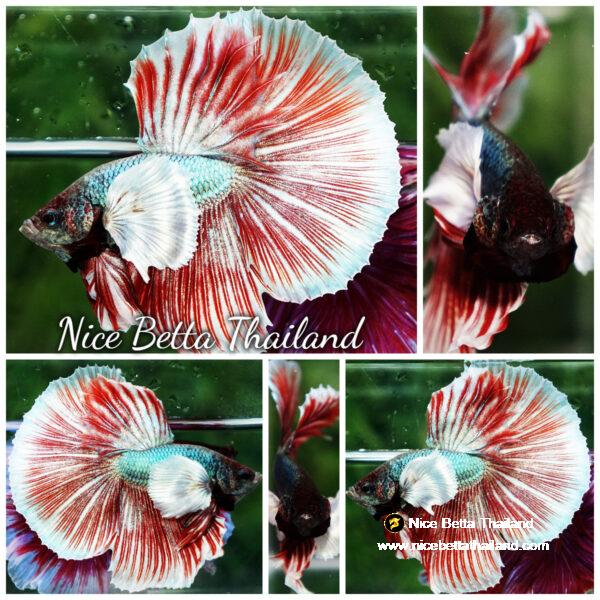 Betta fish Ruby & Gem Salamander Dumbo HM