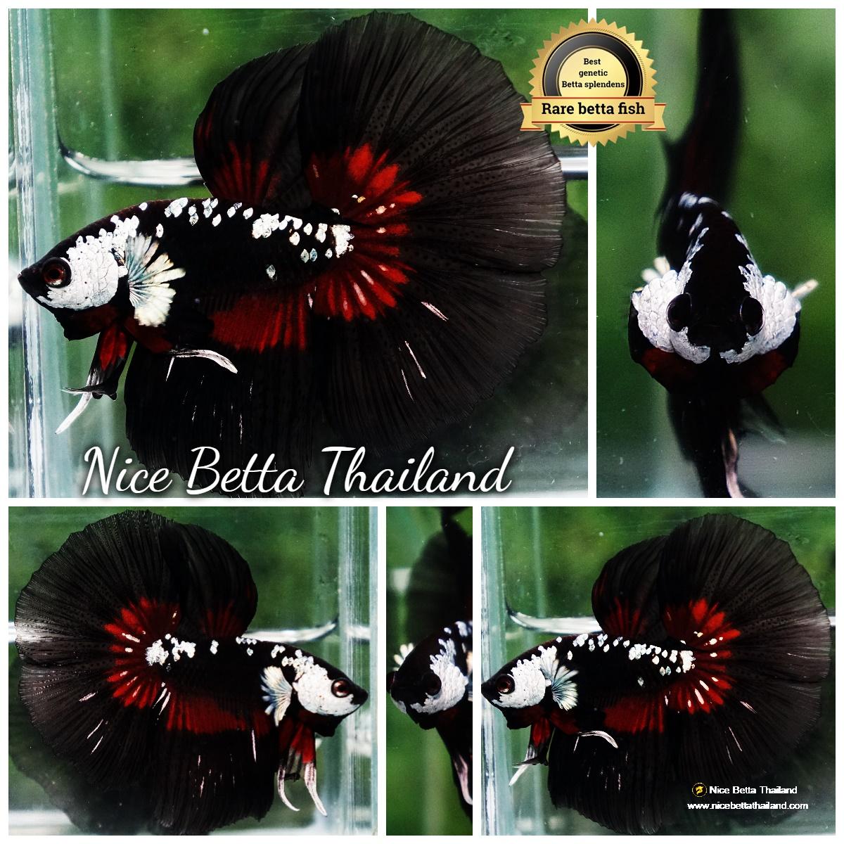 Betta fish Rare Vampire Shadow Black Samurai Butterfly HM