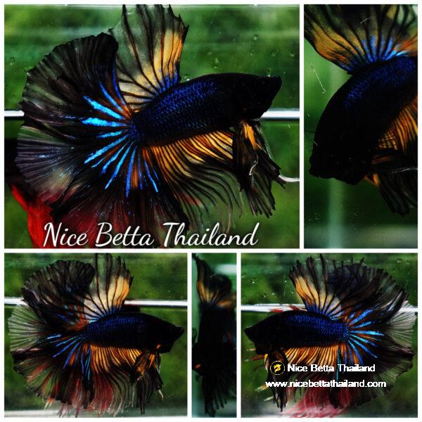 Betta fish Black Pumpkin Mustard Gas Sky Hawk OHM