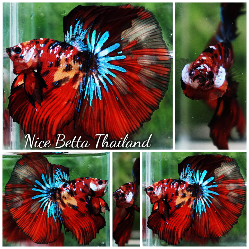 Betta fish King Multicolors Candy Star OHM - nicebettathailand.com