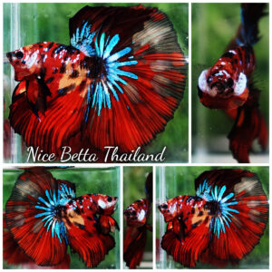 Betta fish King Multicolors Candy Star OHM