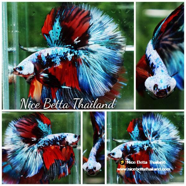 Betta fish Competition grade Multicolors Warirors OHM