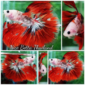 Betta fish Red Kujaku Koi HM