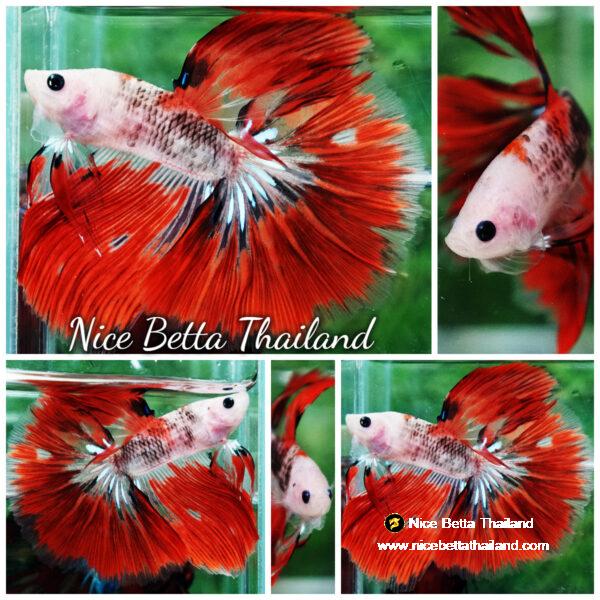 Betta fish Red Kujaku Koi HM