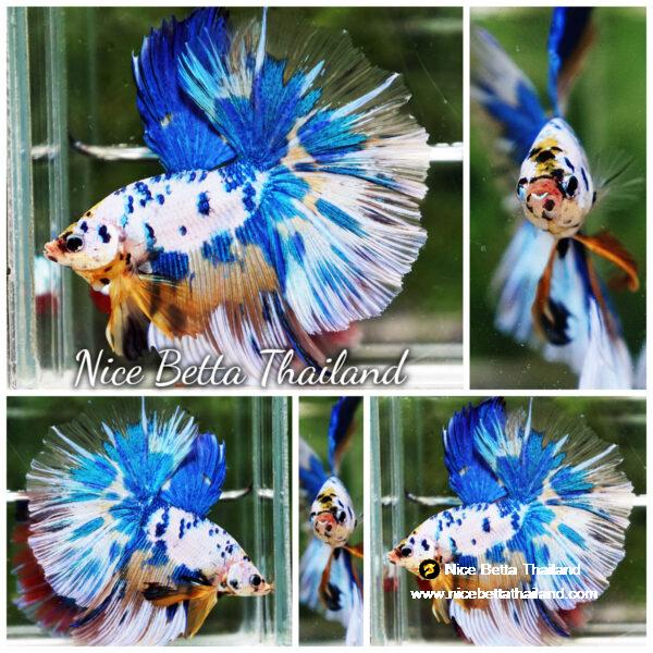 Betta fish Prince of Yellow Blue Dot Marble OHM (Large Size)