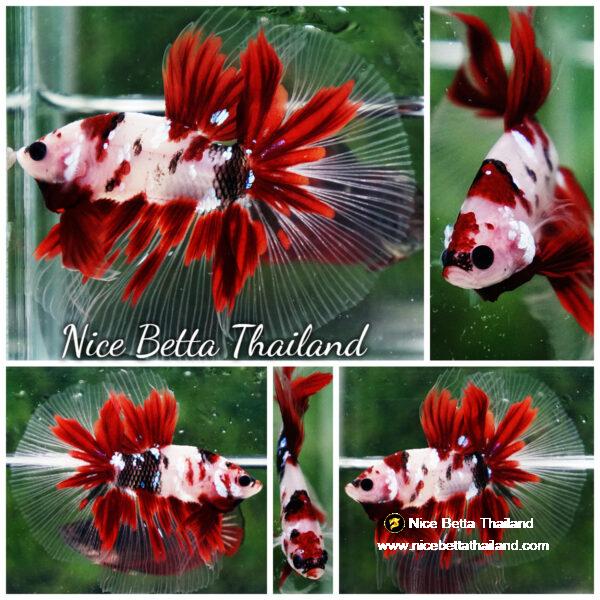 Betta fish Red Koromo Koi HM