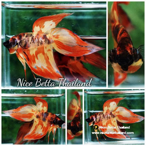 Betta fish Prince Phoenix Blaze Burn On Fire VT (Comp Grade)