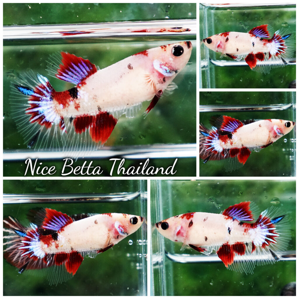 Betta fish Female Red Koromo Koi - nicebettathailand.com