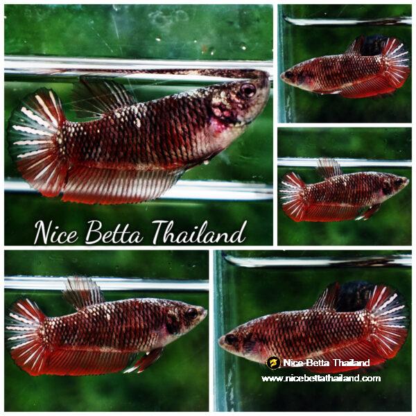 Betta fish Female Hell Girl Warriors HMPK