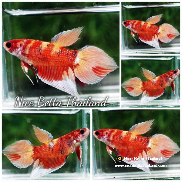 Betta fish Female Blaze Burn On Fire VT