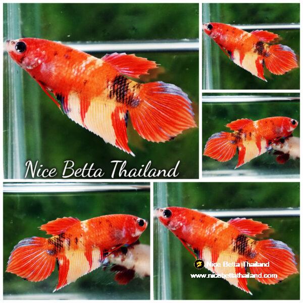 Betta fish Female Phoenix Blaze Burn On Fire VT