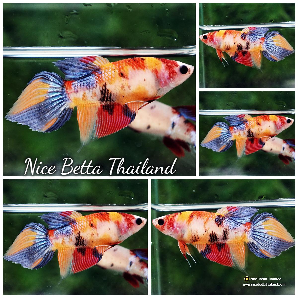 Betta fish Female Multicolor Candy Nemo VT