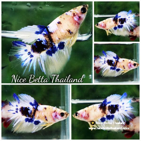 Betta fish Female Yellow Blue Marble