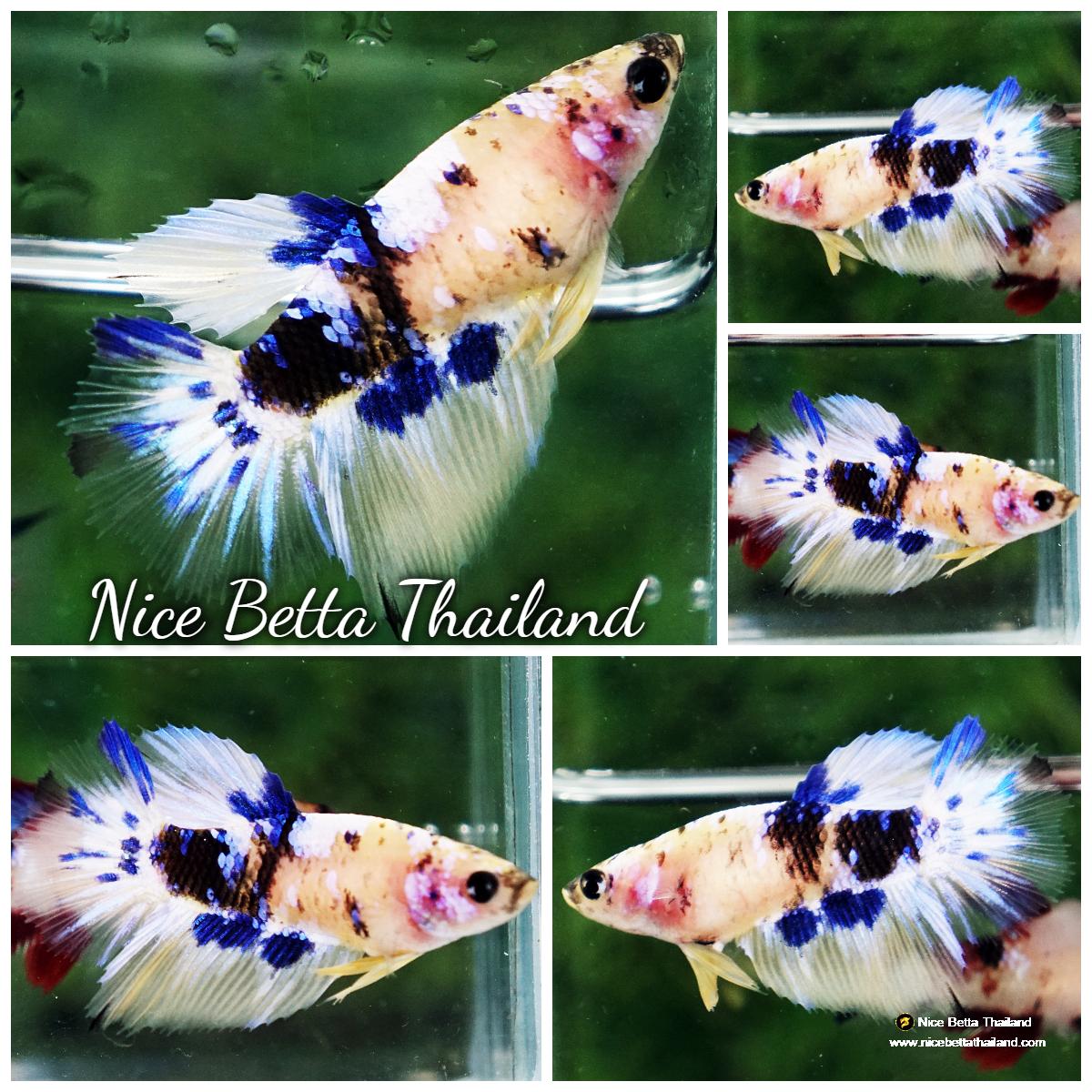 Betta fish Female Yellow Blue Marble