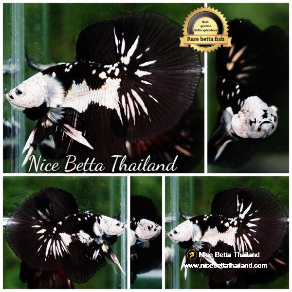 Betta fish Premium Helmet Shadow Black Star Killer Samurai HM (Ultra Rare)