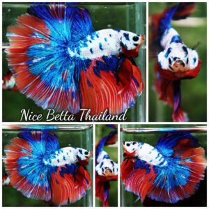Betta fish Magical Pink Blue Marble Series OHM