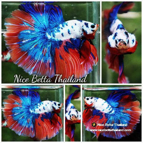 Betta fish Magical Pink Blue Marble Series OHM