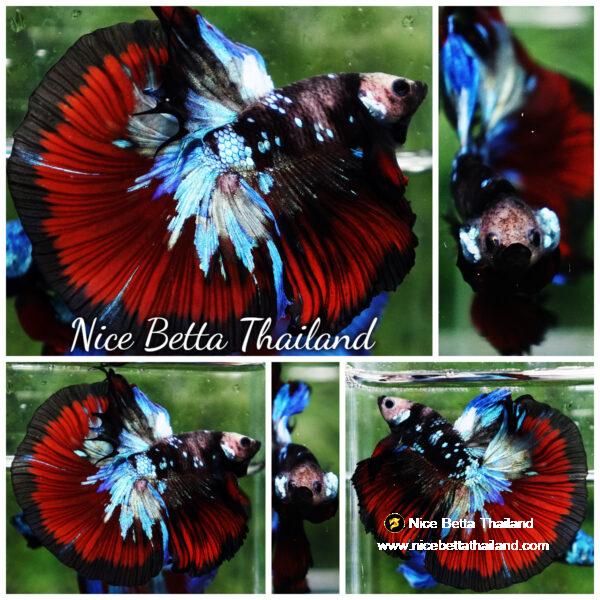 Betta fish Warriors Vampire Avatar OHM