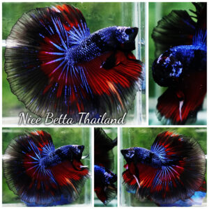 Betta fish King Blue Warriors On Fire Black Ring OHM