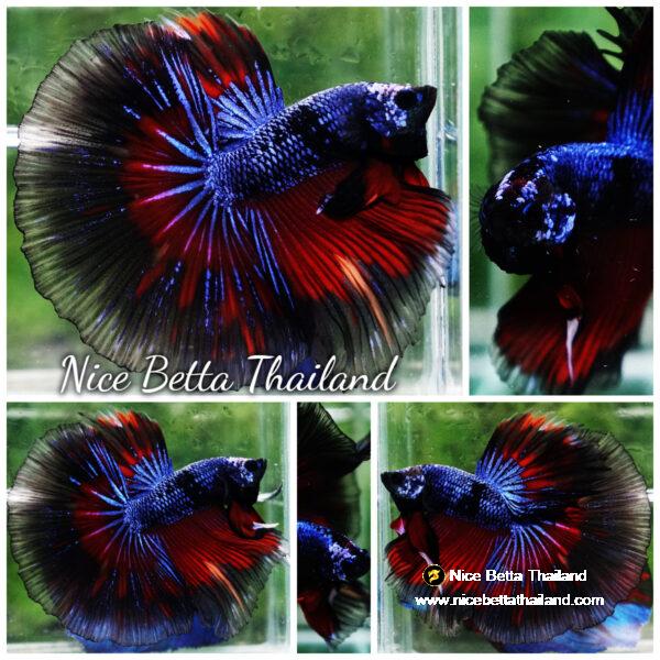 Betta fish King Blue Warriors On Fire Black Ring OHM