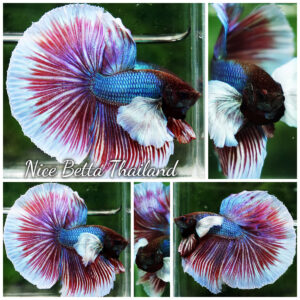 Betta fish Purple Salamander Dumbo HM