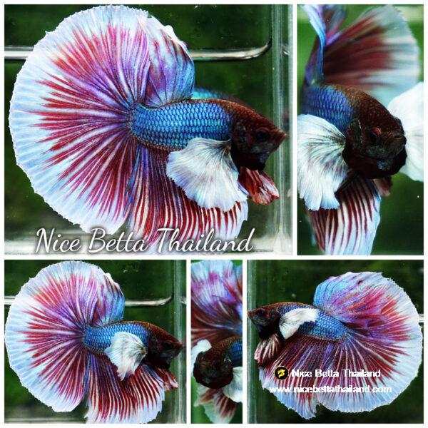 Betta fish Purple Salamander Dumbo HM